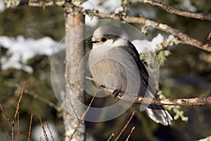 Canada  Jay  838883 photo