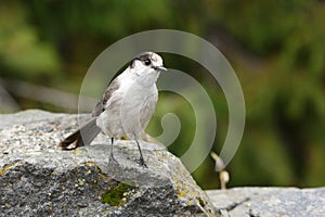 Canada Jay Perched on a Rock.