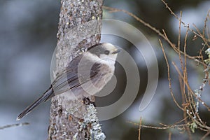 Canada Jay  838733 photo