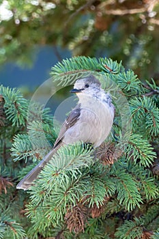 Canada jay Perisoreus canadensis, also known as the gray jay, grey jay, camp robber, or whisky jack perched in a tree