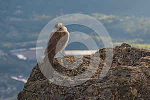 Canada Jay (Perisoreus canadensis) bird on cliff edge