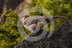 Canada Jay Perisoreus canadensis bird wildlife on rock in forest