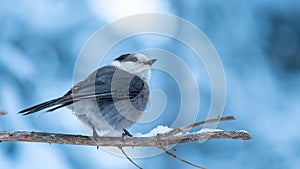 Canada jay (Perisoreus canadensis) perched on a branch and looking back