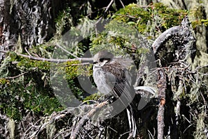 Canada jay (Perisoreus canadensis) Vancouver Island, British Columbia, Canada