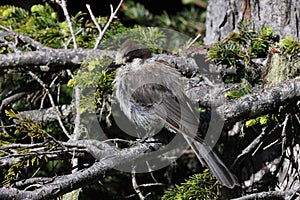 Canada jay (Perisoreus canadensis) Vancouver Island, British Columbia, Canada