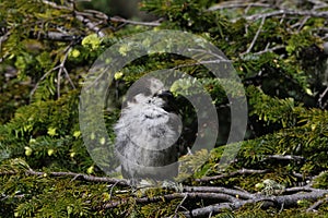 Canada jay (Perisoreus canadensis) Vancouver Island, British Columbia, Canada