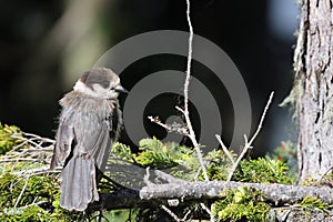 Canada jay (Perisoreus canadensis) Vancouver Island, British Columbia, Canada