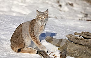 A Canada Lynx kitten Lynx canadensis sitting in the winter snow in Montana, USA