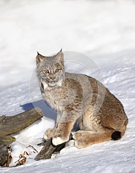 A Canada Lynx kitten Lynx canadensis sitting in the winter snow in Montana, USA