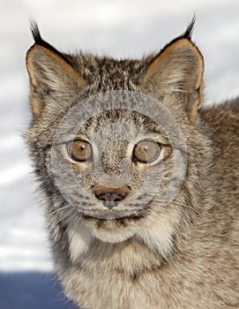 A Canada Lynx kitten Lynx canadensis walking in the cold winter snow in Montana.