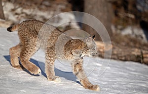 A Canada Lynx kitten Lynx canadensis walking in the winter snow in Montana, USA