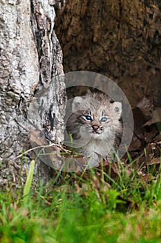 Canada Lynx (Lynx canadensis) Kitten Calmly Looks Out