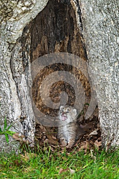 Canada Lynx (Lynx canadensis) Kitten Cries