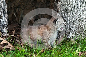 Canada Lynx (Lynx canadensis) Kitten Cries to the Right