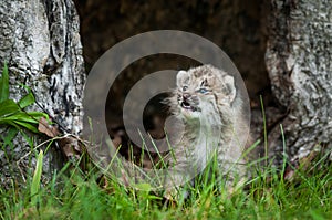 Canada Lynx Lynx canadensis Kitten Looks Up in Hollow Tree