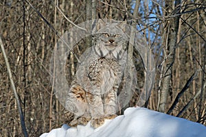 Canada Lynx in the Snow