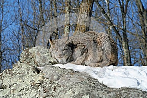 Canada Lynx in the Snow