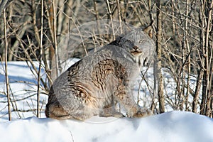 Canada Lynx in the Snow