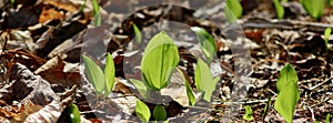 Canada mayflower growing on the woodland floor April 2023