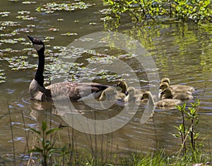 Canada Mother Goose and Gosling Babies