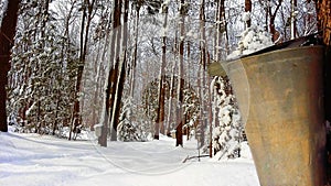 Canada, Province of Quebec, maple forest