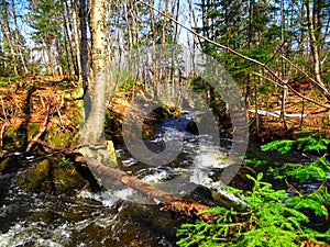 Canada, Province of Quebec, maple forest