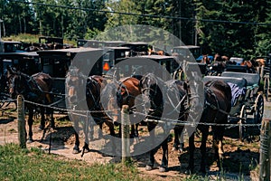 Canada - september 12th 2023 Mennonites DATE. Mennonite horses and buggies