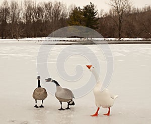 Canada and snow geese