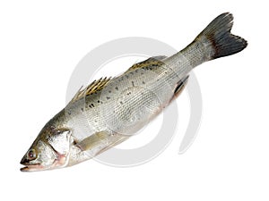 Canada Stripe Separation on fresh fish photo