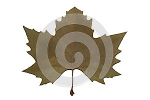 Canada symbol