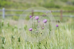 Canada Thistle Cirsium arvense Flowers a Noxious Weed Blooming in a Field in Colorado