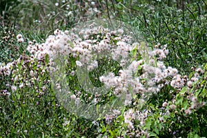 Canada thistle Cirsium arvense
