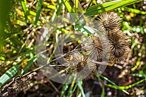 Canada thistle Cirsium arvense is a root-creeping perennia