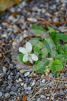 Canada Violet, Viola canadensis