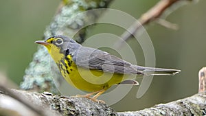 Canada Warbler Cardellina canadensis