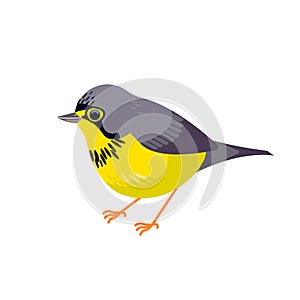 Canada warbler is a small boreal songbird of the New World warbler family Parulidae. Cartoon flat style beautiful