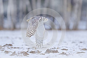 Canada wildlife. White owl in flight. Snowy owl, Nyctea scandiaca, rare bird flying above the meadow. Winter action scene with