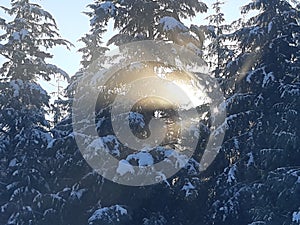 Canada winter, bc winter forest scene with sun shining through snowy trees. Christmas card stock photo sunrise through trees