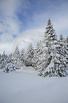 Canada winter landscape with snow covered trees.