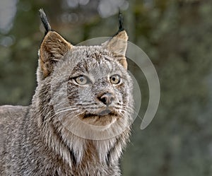 Canadain lynx close up portrait