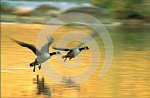 Canadas in flight photo