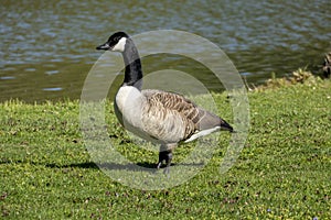 Canadaâ€™s strutting on a meadow