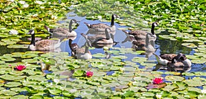 Canadese geese and pink lilies in the pond of the Westfalen park in Dortmund photo