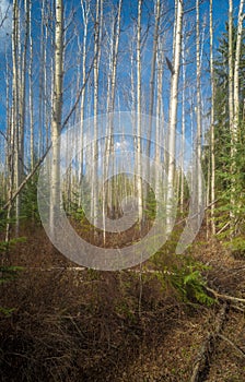 Canadian Aspen Forest under a Blue Sky