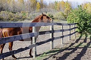 Canadian Barrel Racing Horse