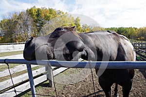 Canadian Barrel Racing Horse