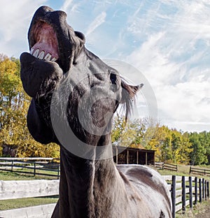 Canadian Barrel Racing Horse