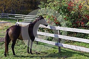 Canadian Barrel Racing Horse