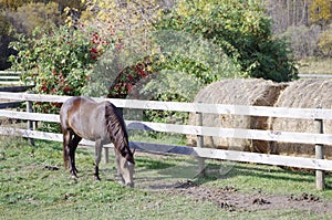 Canadian Barrel Racing Horse