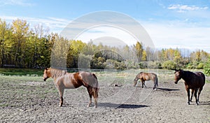 Canadian Barrel Racing Horses